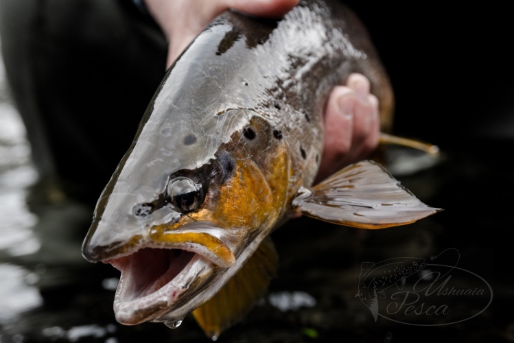 Trucha Marron - Tierra del Fuego, Argentina