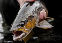 Fly-fishing Image of Salmo trutta shared by Lionel Machado – Fly dreamers