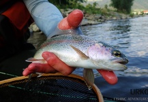 Uros Kristan 's Fly-fishing Catch of a Rainbow trout – Fly dreamers 