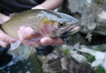 Luke Alder 's Fly-fishing Photo of a Cuttie – Fly dreamers 