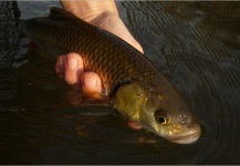 Fly-fishing Photo of Squalius cephalus shared by Kuba Hübner – Fly dreamers 