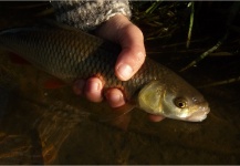 Fly-fishing Picture of European chub shared by Kuba Hübner – Fly dreamers