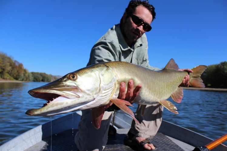 T&amp;T sales manager Joe Goodspeed prepares to release a beautiful wild Muskie, landed on the Solar 11wt.