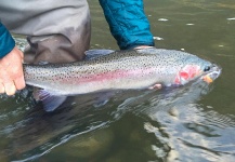 Kimbo May 's Fly-fishing Picture of a Steelhead – Fly dreamers 