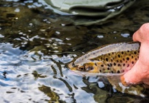 Lionel Machado 's Fly-fishing Picture of a von Behr trout – Fly dreamers 