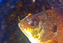 Max Sisson 's Fly-fishing Photo of a Bream – Fly dreamers 