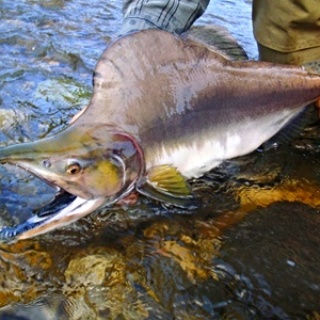 Foto de pesca con mosca