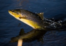 Brown trout don't jump...