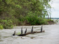 Foto de pesca con mosca