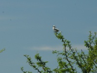 Fly fishing picture