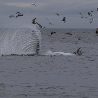 Foto de pesca con mosca