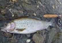 Fly-fishing Image of Lady of the stream shared by BERNET Valentin – Fly dreamers