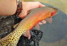 BERNET Valentin 's Fly-fishing Picture of a Cutthroat – Fly dreamers 