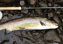 Thomas & Thomas Fine Fly Rods 's Fly-fishing Catch of a brown trout – Fly dreamers 