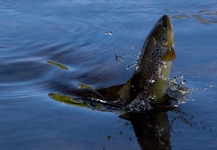 Sweet Fly-fishing Photo by Peter Broomhall 