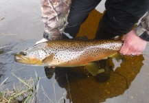  Fotografía de Pesca con Mosca de Brownie por Andy  Sutherland  – Fly dreamers 