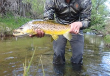 Andy  Sutherland  's Fly-fishing Picture of a Salmo fario – Fly dreamers 