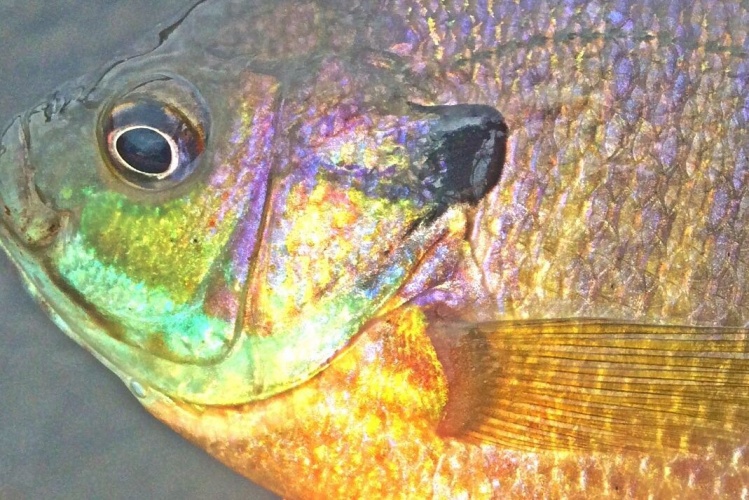 Stunning little bluegill