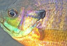 Max Sisson 's Fly-fishing Photo of a Bluegill – Fly dreamers 