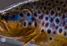 Lionel Machado 's Fly-fishing Picture of a Salmo trutta – Fly dreamers 