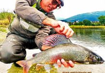  Gran Situación de Pesca con Mosca de Arctic grayling– Foto por Musicarenje.net  - Murino en Fly dreamers