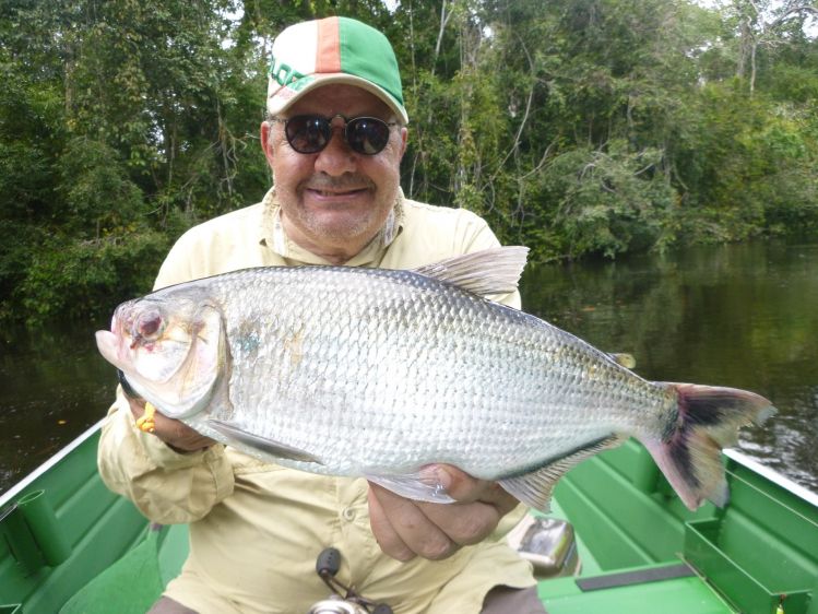 Jatuarana caught at Aximari river, a Juruena's river small tributarie , Ecolodge da Barra, Amazo Brazil.