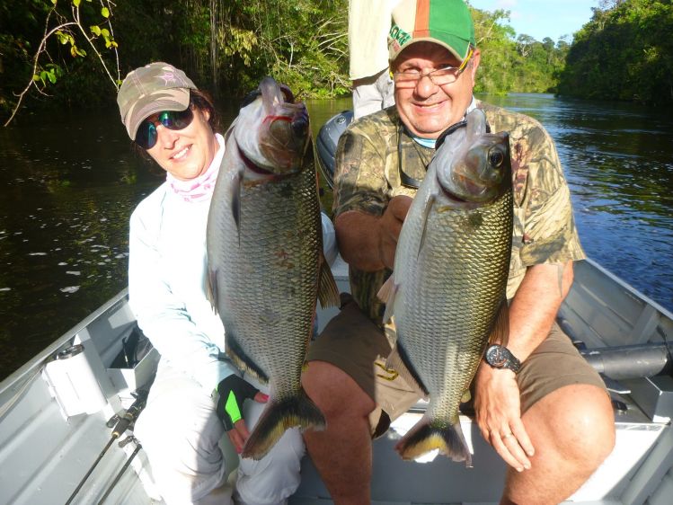 A nice couple of Matrinxãs captured at Aximari river, Ecolodge da Barra, Amazon Brazil