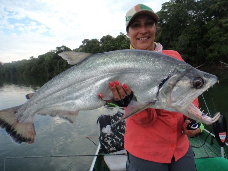 Payara (Vampire fish) caught at Tapajós river, Amazon Brazil