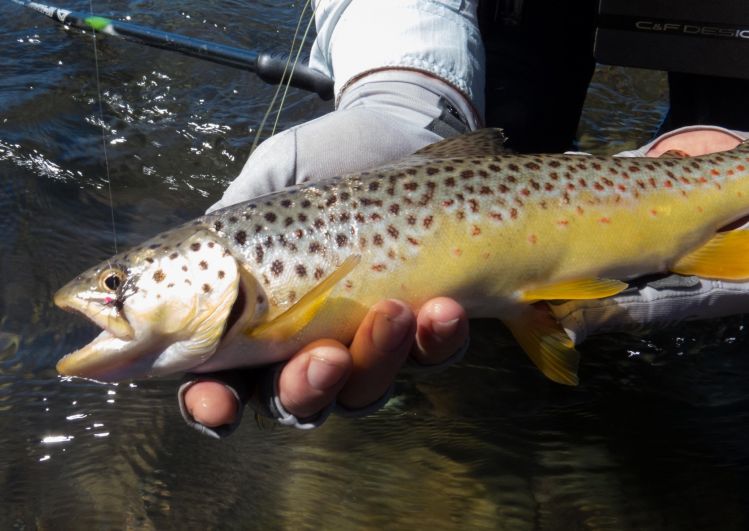 Mkomazi River Brown