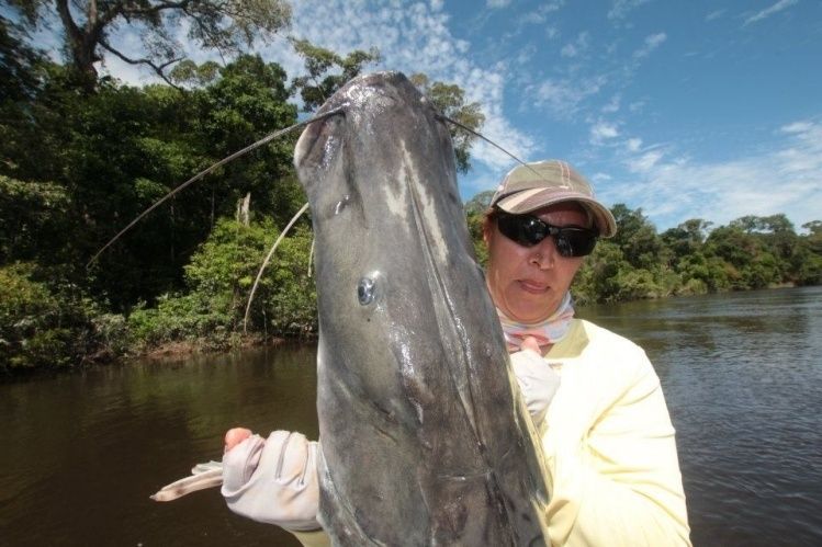 Check out the size of the head of this monster Shovel nose Tiger Catfish landed at Bararati river, Ecolodge da Barra, Amazon Brazil