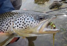  Foto de Pesca con Mosca de Loch Leven trout German compartida por Dagur Guðmundsson – Fly dreamers