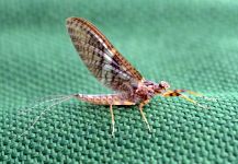  Otra Genial foto de Entomología y Pesca con Mosca - Ariel Garcia Monteavaro – Fly dreamers