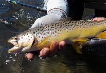 Fly-fishing Photo of Brownie shared by Andrew Fowler – Fly dreamers 