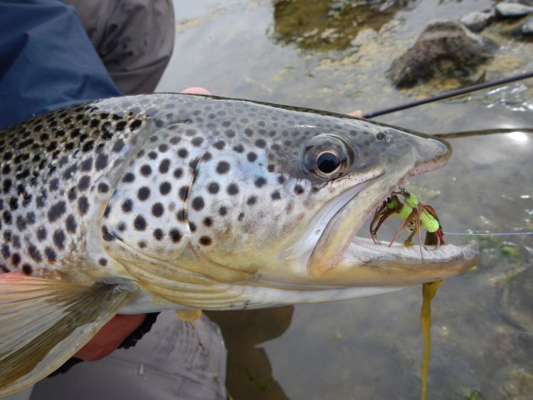 A one eyed brown trout caught on a huge articulated streamer