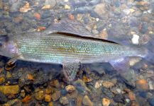  Fotografía de Pesca con Mosca de Arctic grayling por Stephane Geraud – Fly dreamers