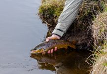 Fly-fishing Pic of German brown shared by Lionel Machado – Fly dreamers 