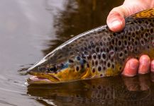 Lionel Machado 's Fly-fishing Pic of a Salmo trutta – Fly dreamers 