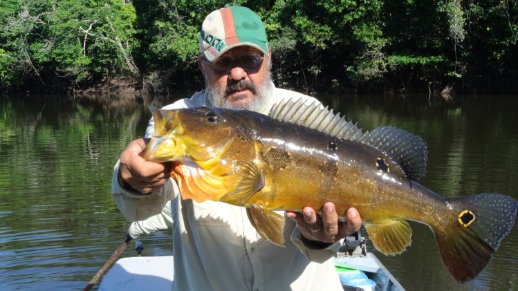 Açu-pinima Peacock Bass at Bararati river, Amazon, Brazil