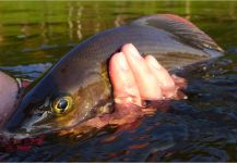 Fly Fishing Fanatics 's Fly-fishing Photo of a Grayling – Fly dreamers 