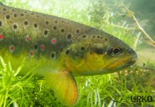 Fly-fishing Photo of Brown trout shared by Uros Kristan – Fly dreamers 