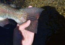 Nicolas  Grosz 's Fly-fishing Photo of a Rainbow trout – Fly dreamers 
