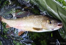 Uros Kristan 's Fly-fishing Image of a Grayling – Fly dreamers 