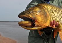  Imagen de Pesca con Mosca de Golden dorado compartida por Esteban Raineri – Fly dreamers