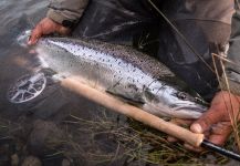 Thomas & Thomas Fine Fly Rods 's Fly-fishing Photo of a von Behr trout – Fly dreamers 