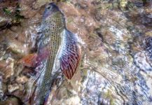 Fly-fishing Picture of Grayling shared by Alessio Turconi – Fly dreamers