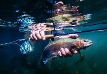 Thomas & Thomas Fine Fly Rods 's Fly-fishing Image of a Rainbow trout – Fly dreamers 