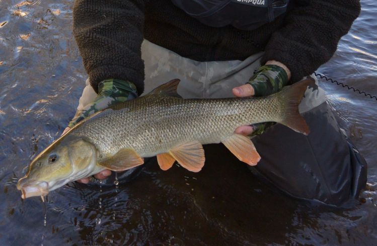 overlook Accepted Adulthood Fly-fishing Photo of Barbel shared by Andreas Vendler – Fly dreamers