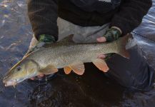 Fly-fishing Photo of Barbel shared by Andreas Vendler – Fly dreamers 