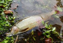  Grayling Fly Fishing in Unica River - Fly dreamers 