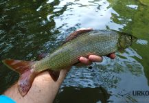 Grayling On the Fly in Selška Sora River - Fly dreamers 